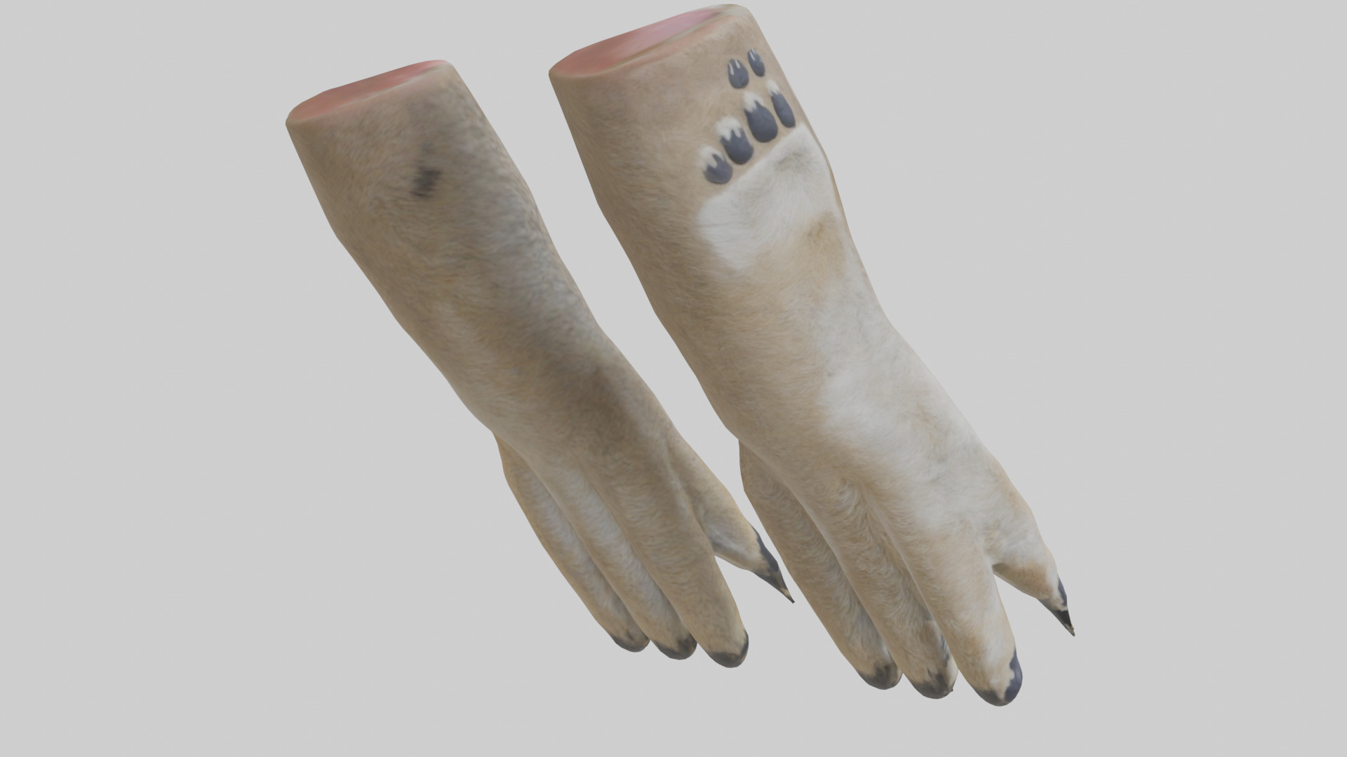 Coyote Paws Low-poly 3D model_16