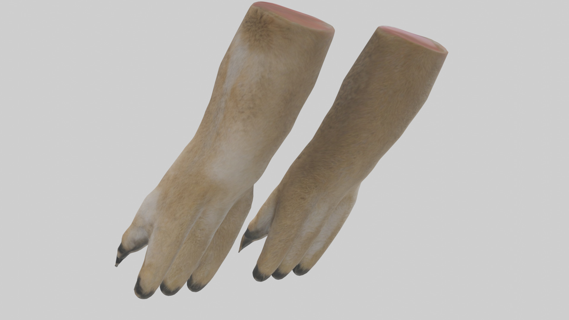 Coyote Paws Low-poly 3D model_2