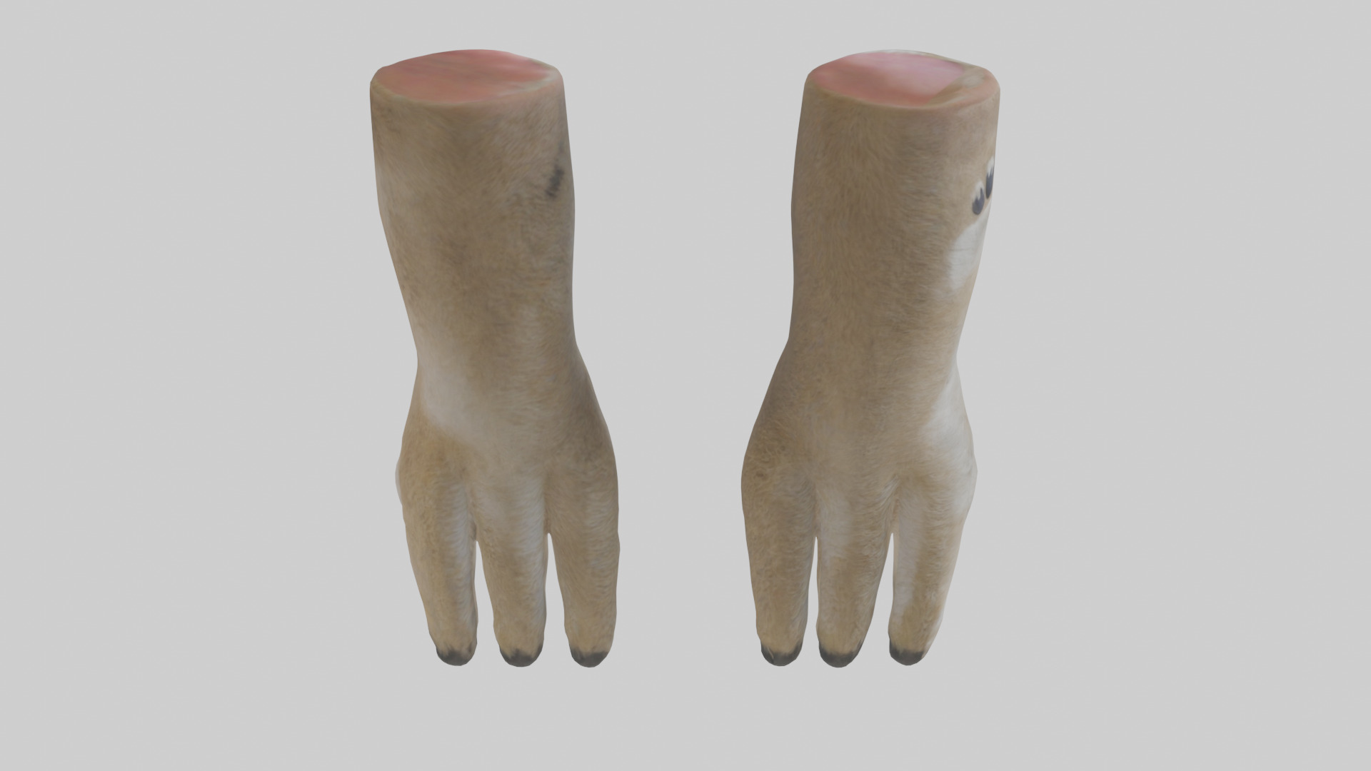 Coyote Paws Low-poly 3D model_23