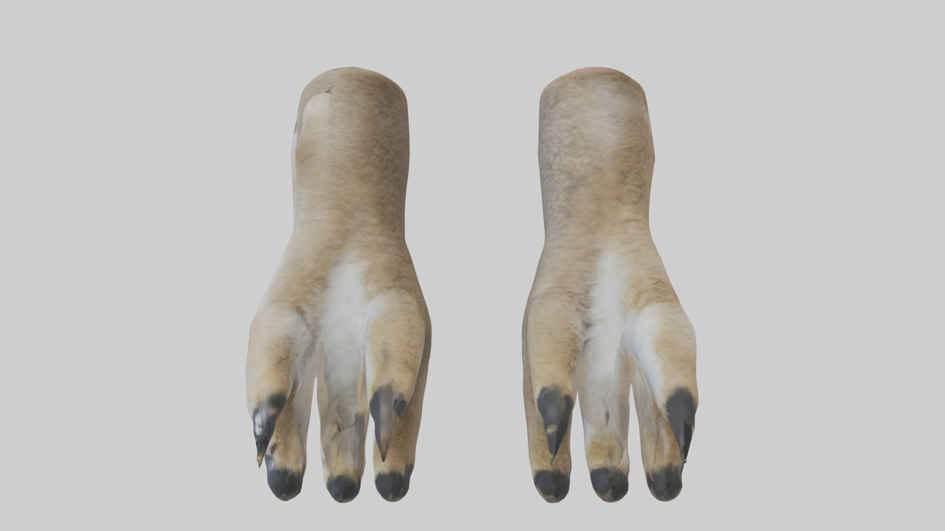 Coyote Paws Low-poly 3D model_22