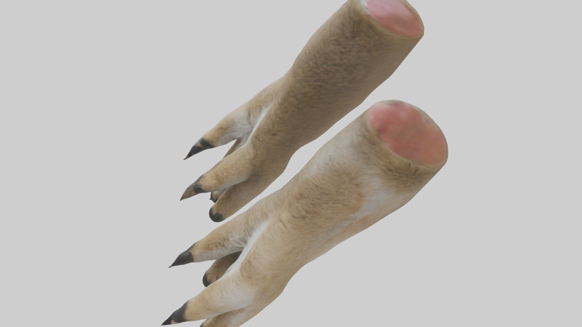 Coyote Paws Low-poly 3D model_25