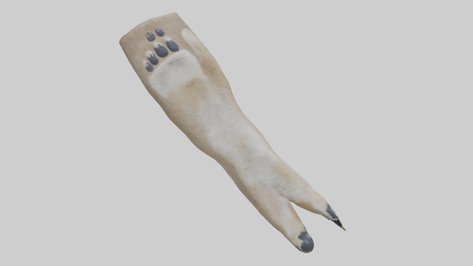 Coyote Paws Low-poly 3D model_17