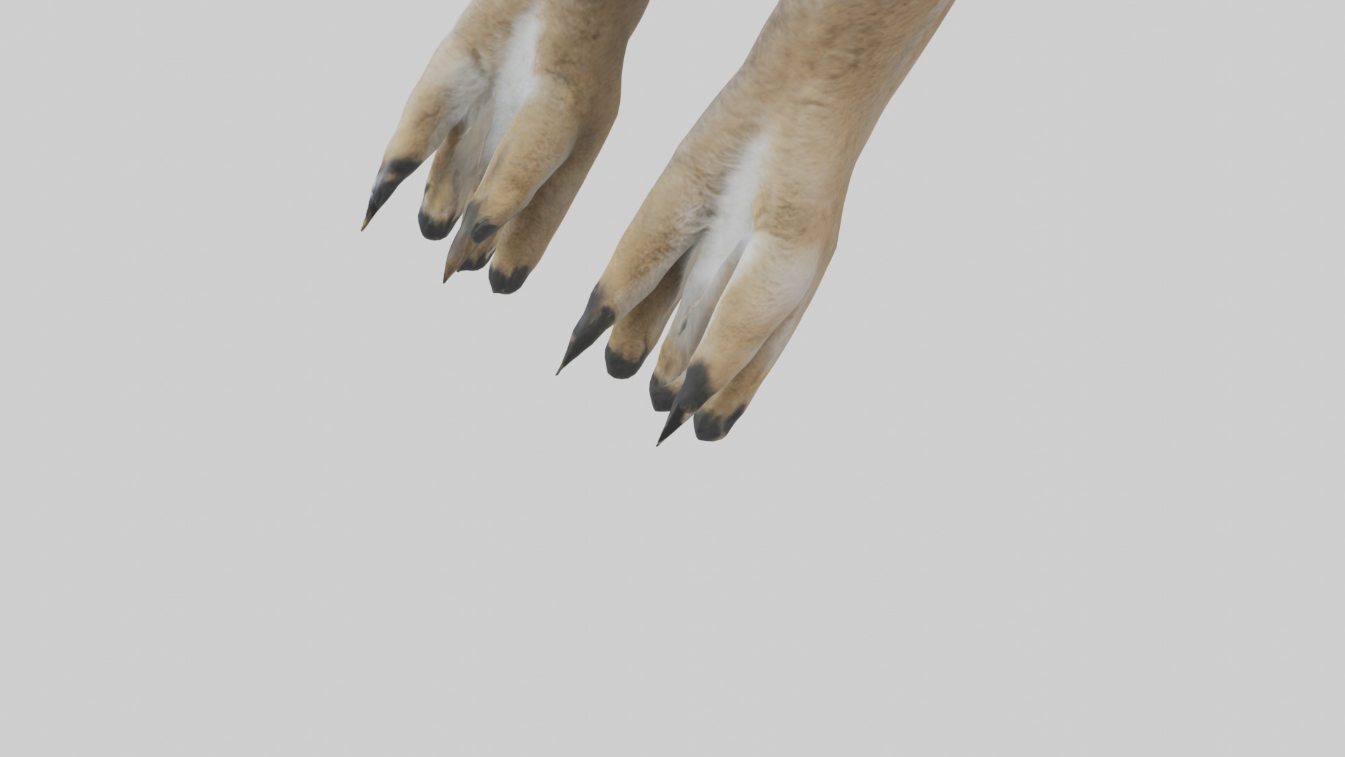 Coyote Paws Low-poly 3D model_3