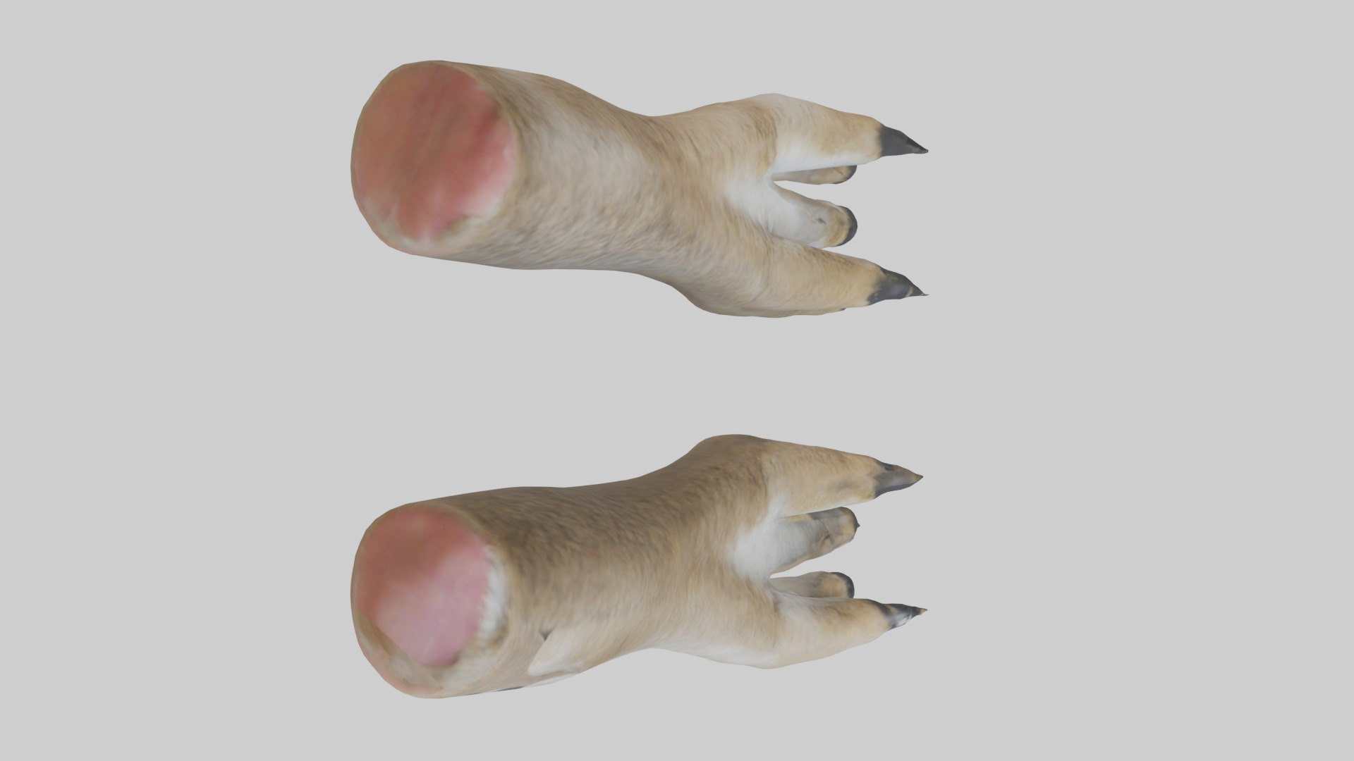 Coyote Paws Low-poly 3D model_24