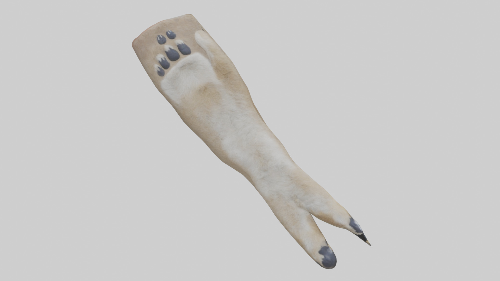 Coyote Paws Low-poly 3D model_10