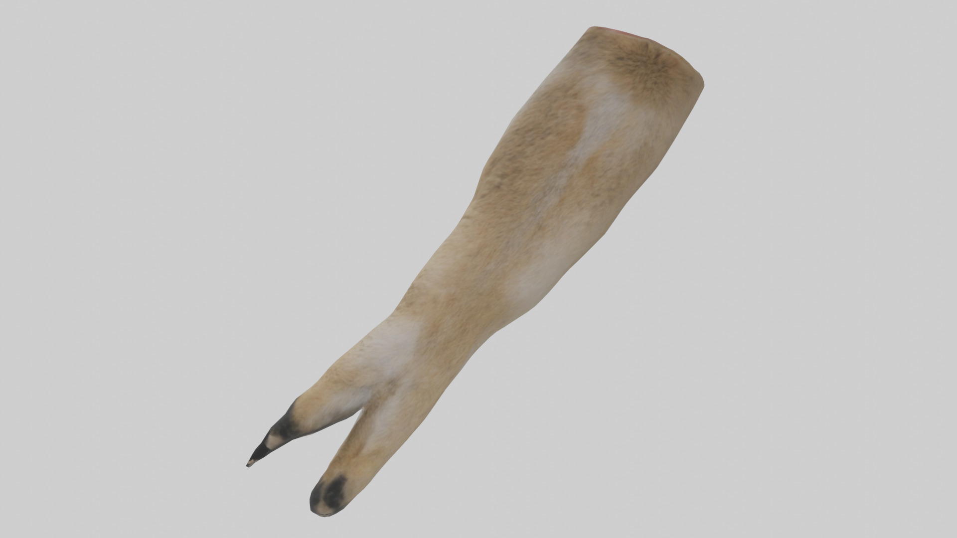 Coyote Paws Low-poly 3D model_1
