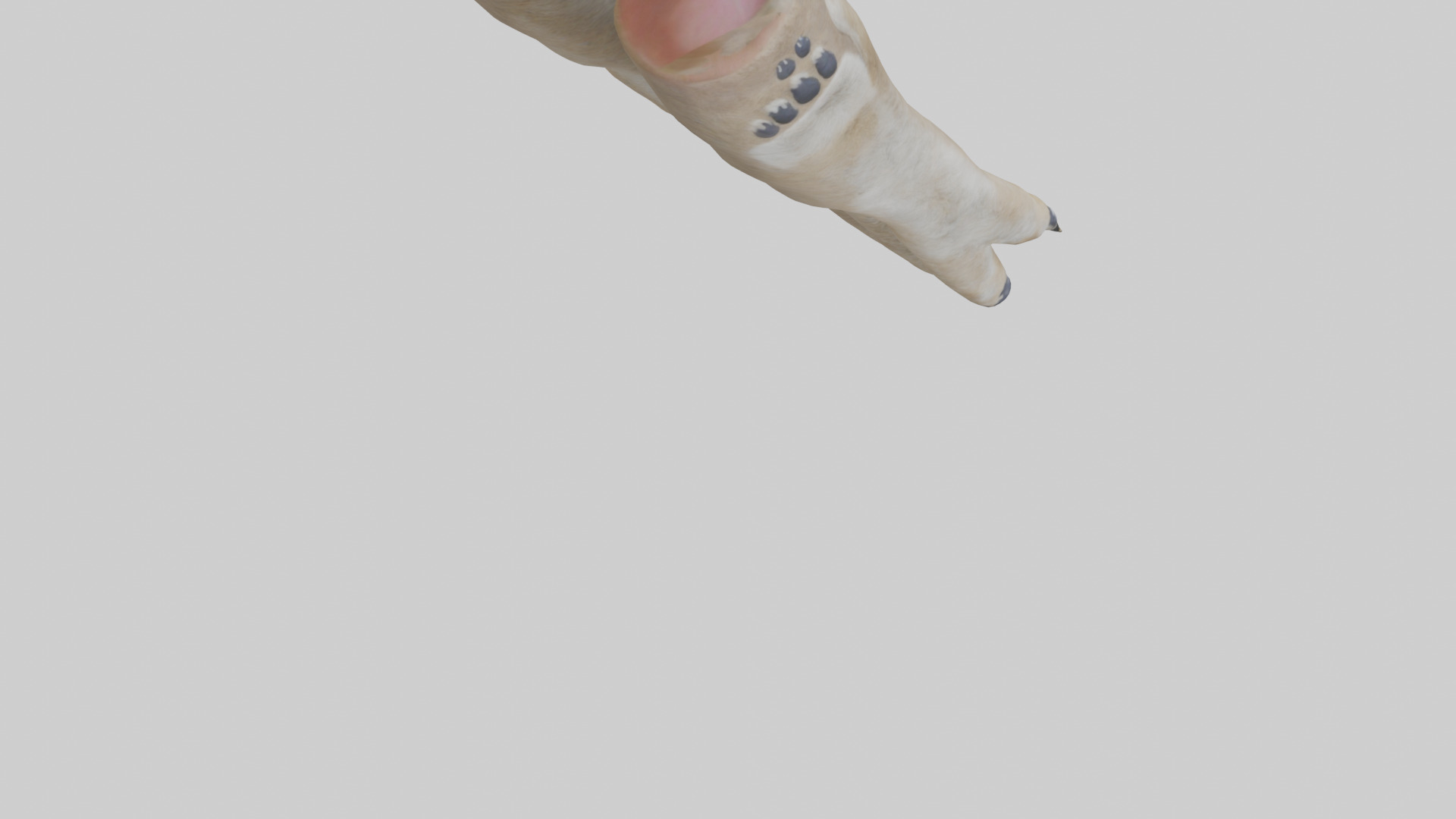 Coyote Paws Low-poly 3D model_6