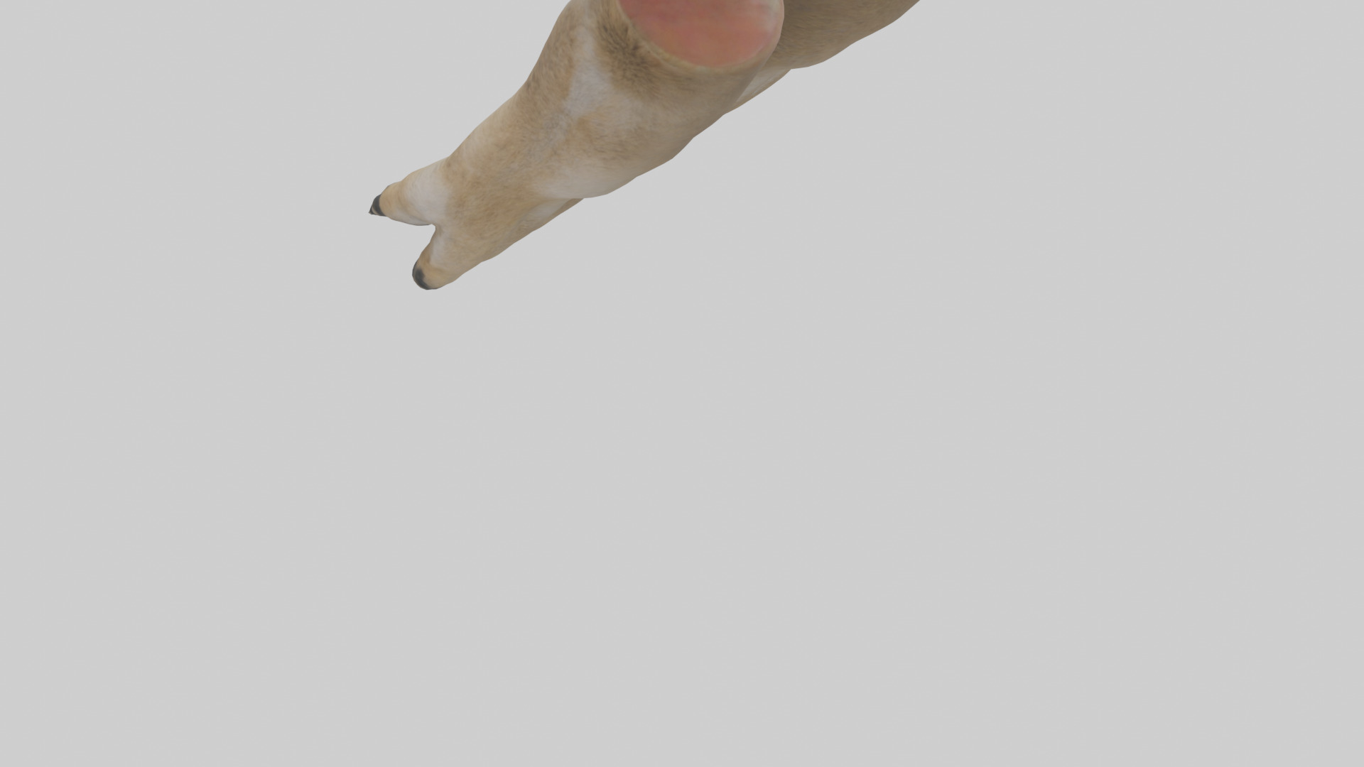 Coyote Paws Low-poly 3D model_4