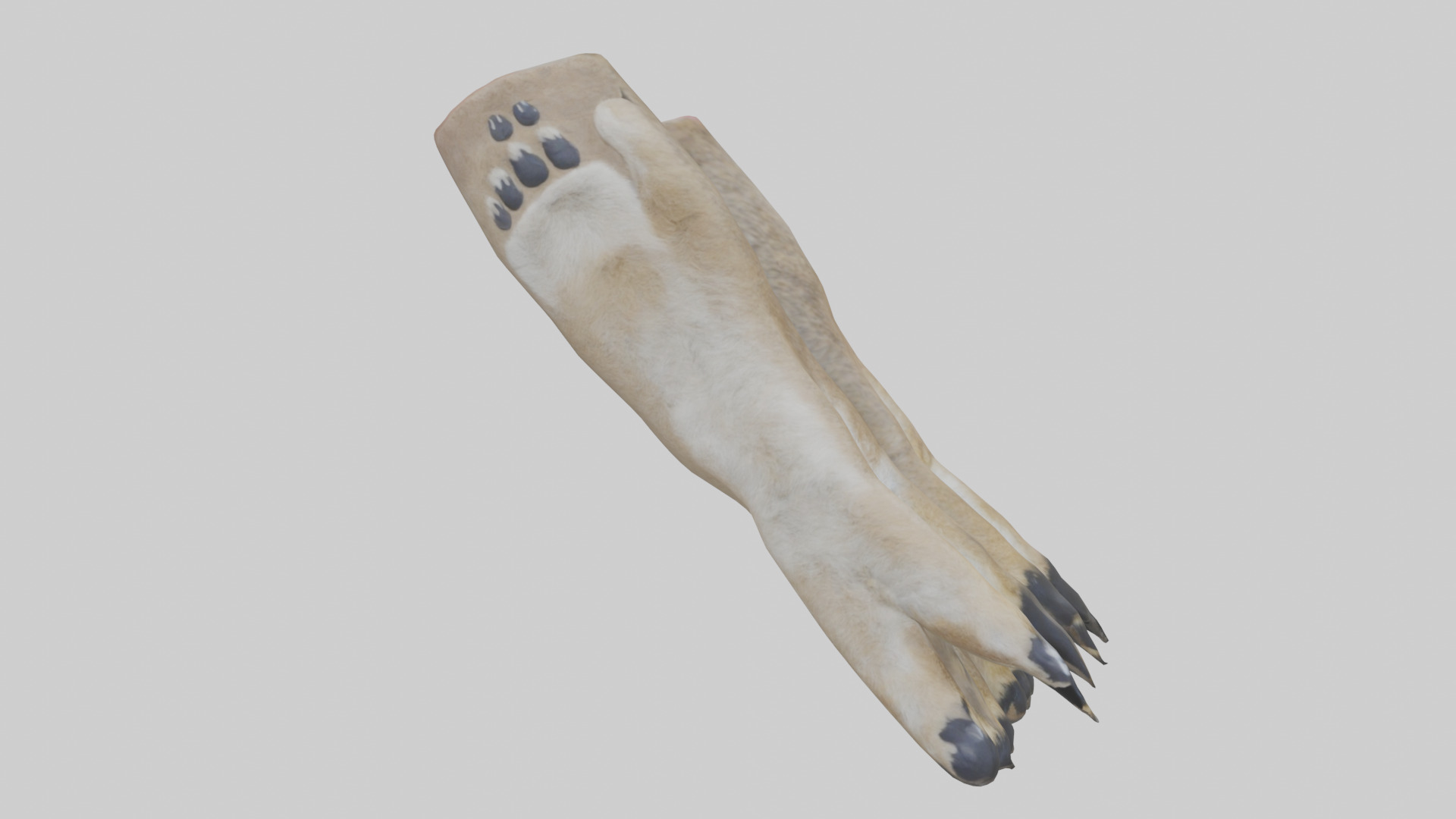 Coyote Paws Low-poly 3D model_13