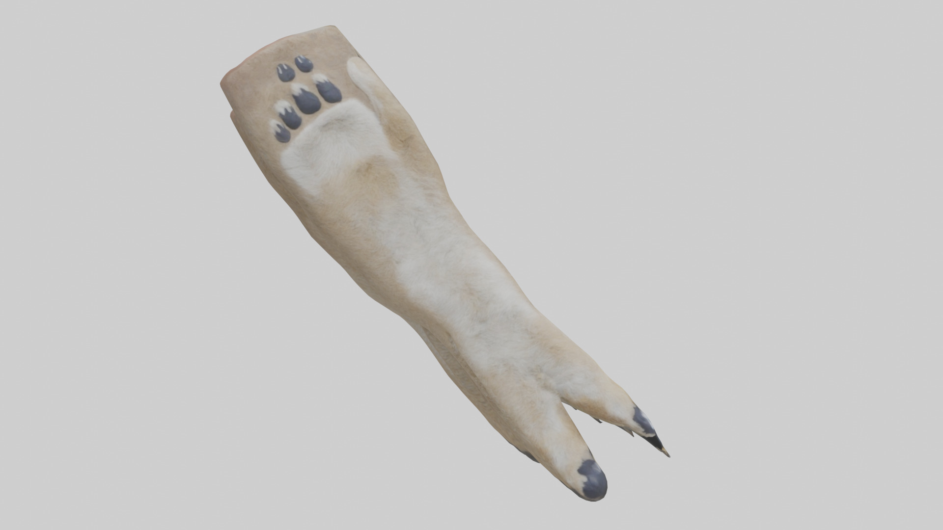 Coyote Paws Low-poly 3D model_20