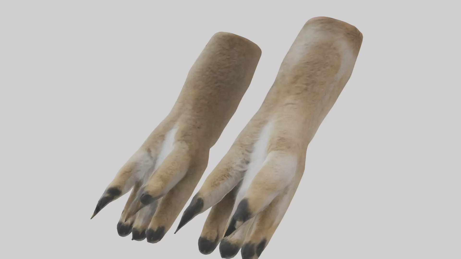 Coyote Paws Low-poly 3D model_0