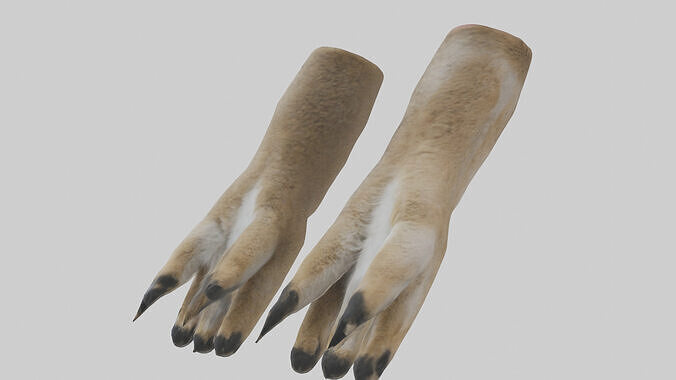 Coyote Paws Low-poly 3D model