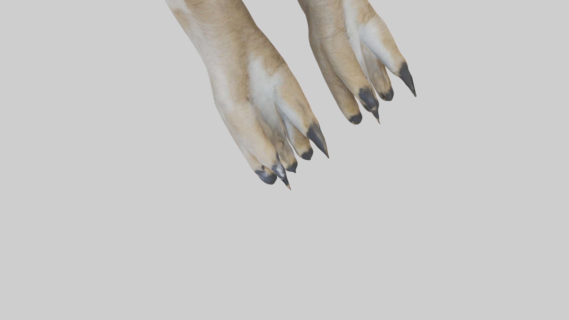 Coyote Paws Low-poly 3D model_5