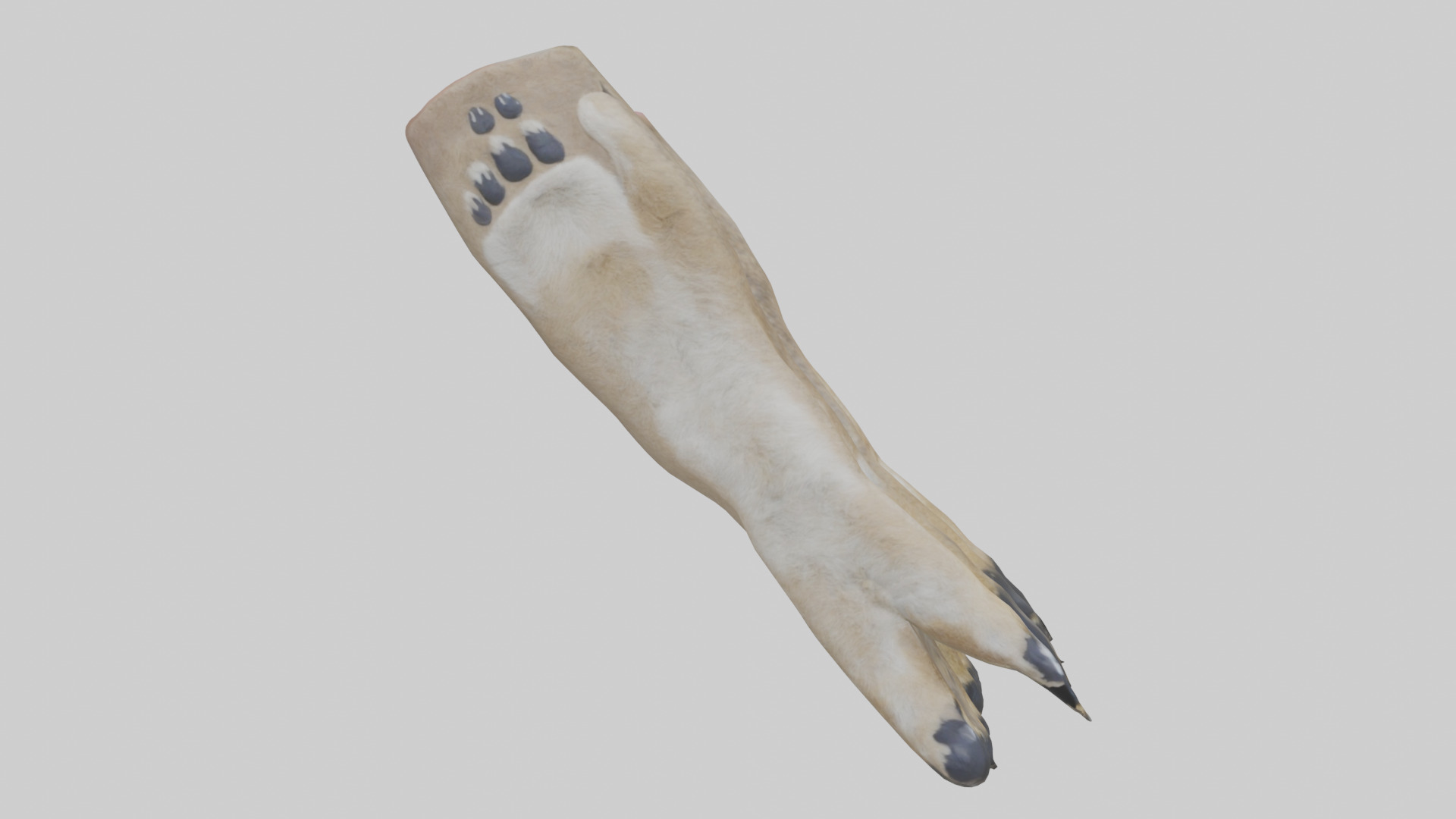 Coyote Paws Low-poly 3D model_12