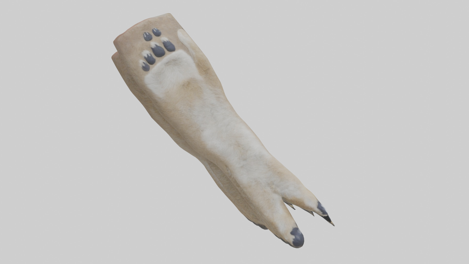 Coyote Paws Low-poly 3D model_18