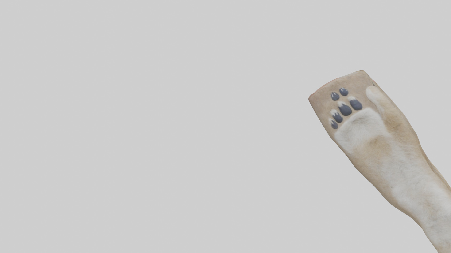 Coyote Paws Low-poly 3D model_21