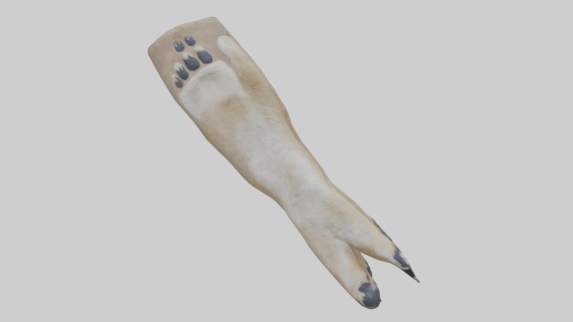 Coyote Paws Low-poly 3D model_14