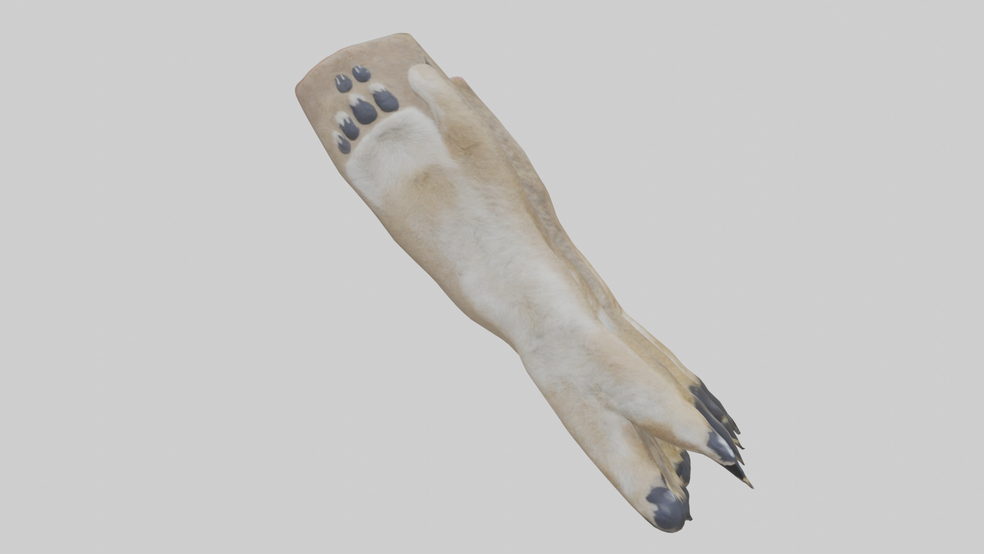 Coyote Paws Low-poly 3D model_15
