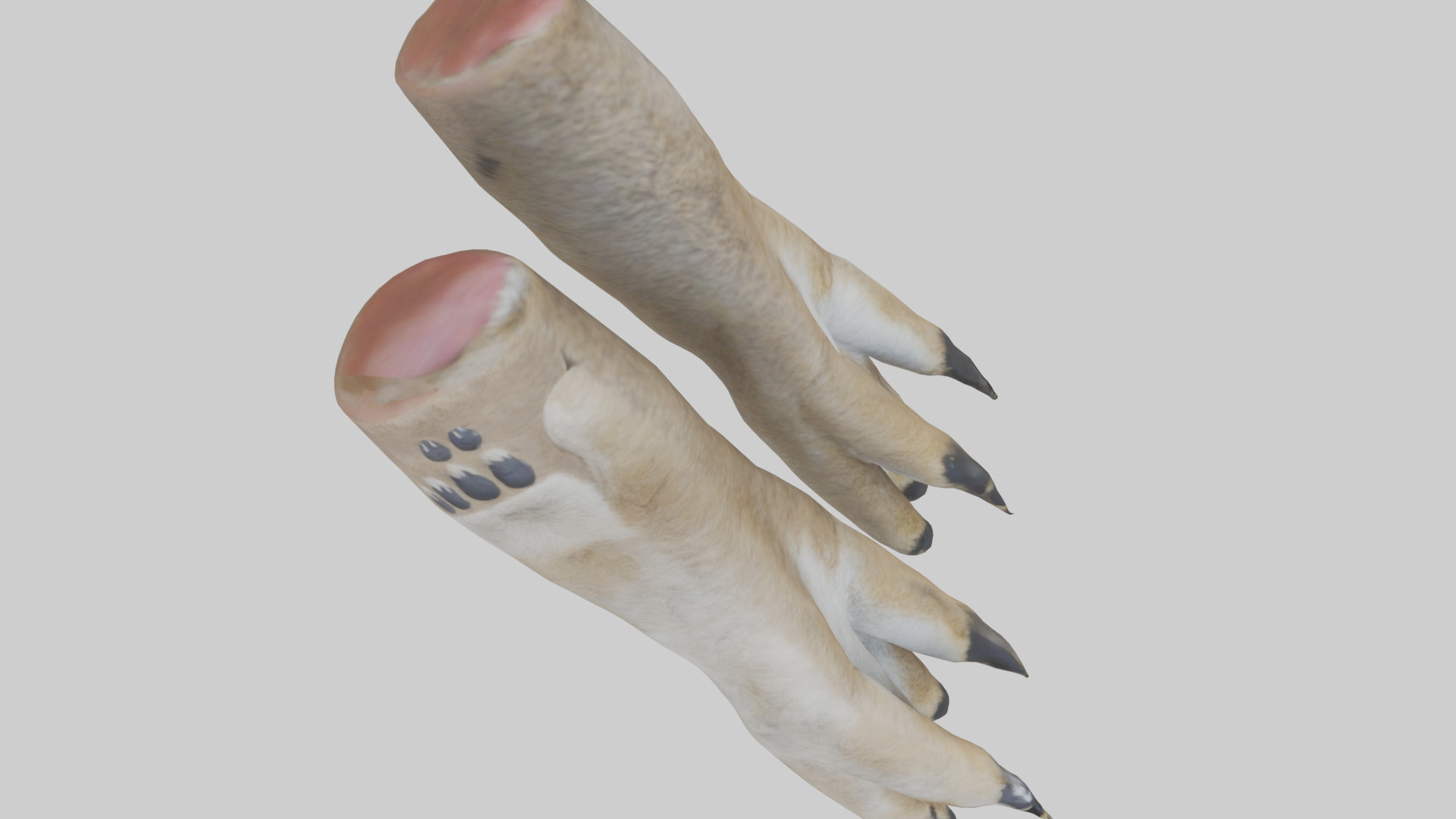 Coyote Paws Low-poly 3D model_26