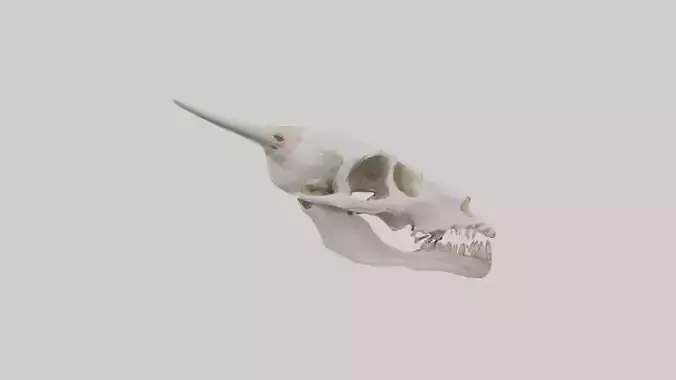 Coyote Skull Low-poly 3D model