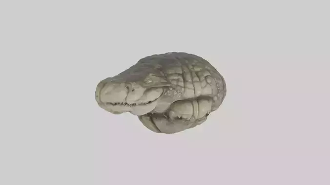 Crocodile Brain Low-poly 3D model