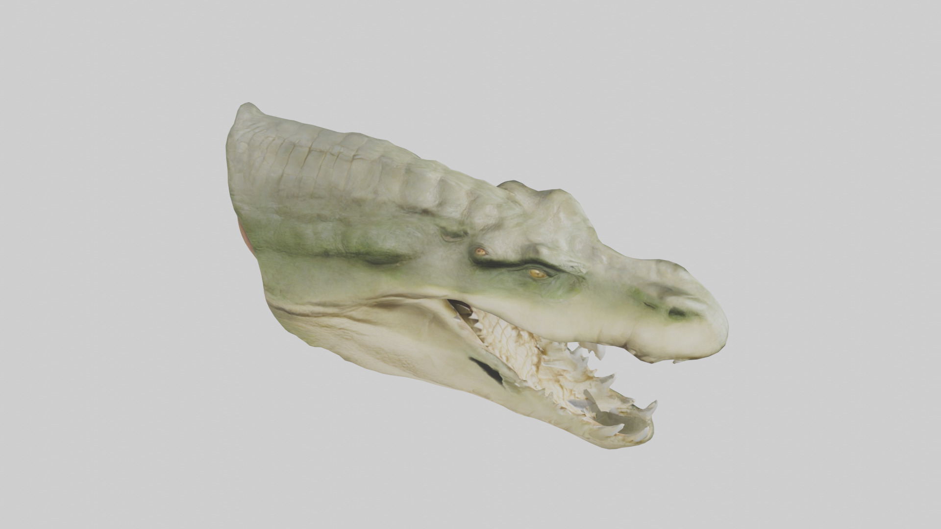 Crocodile Jaws Model Low-poly 3D model_28