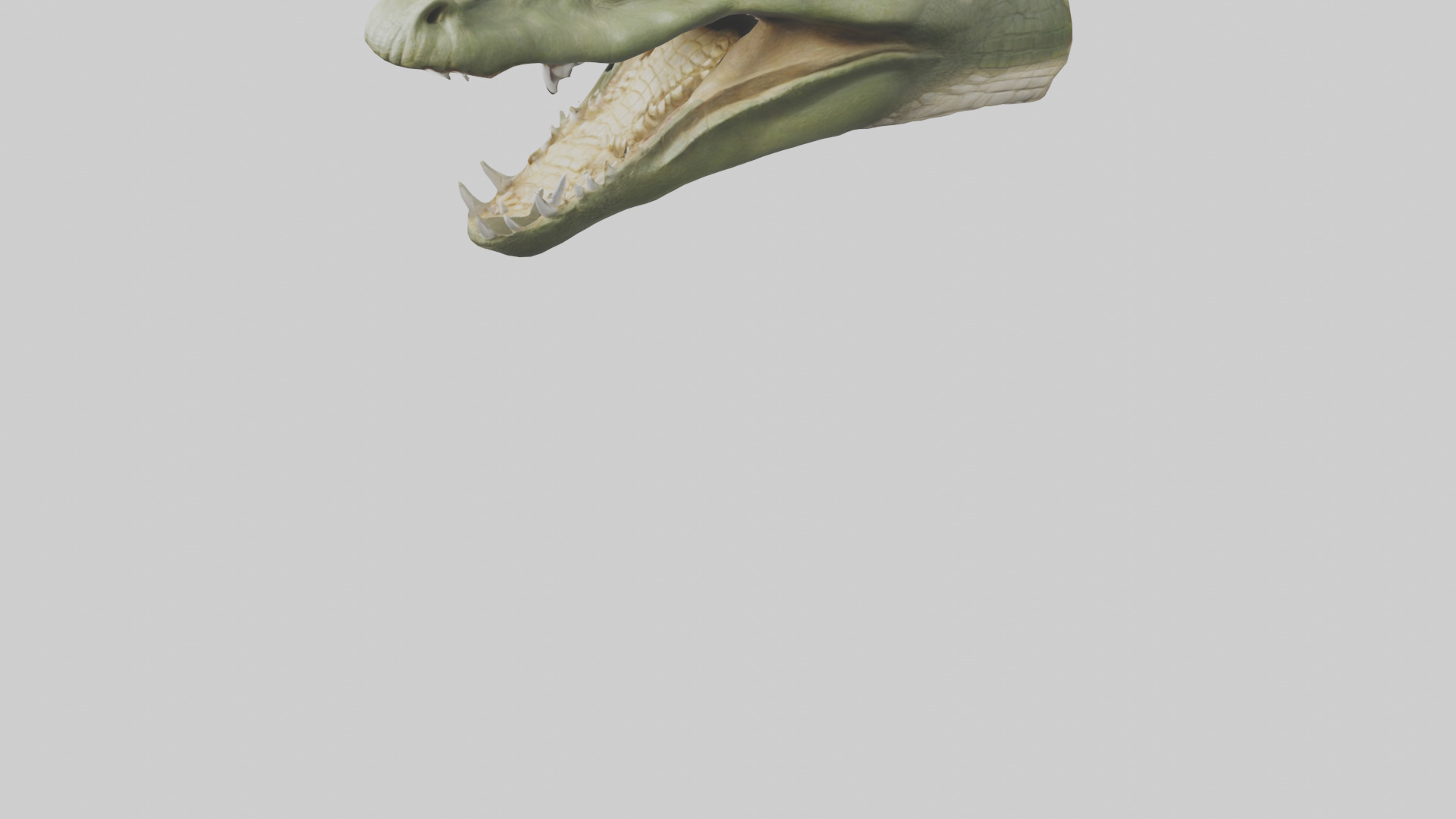Crocodile Jaws Model Low-poly 3D model_8