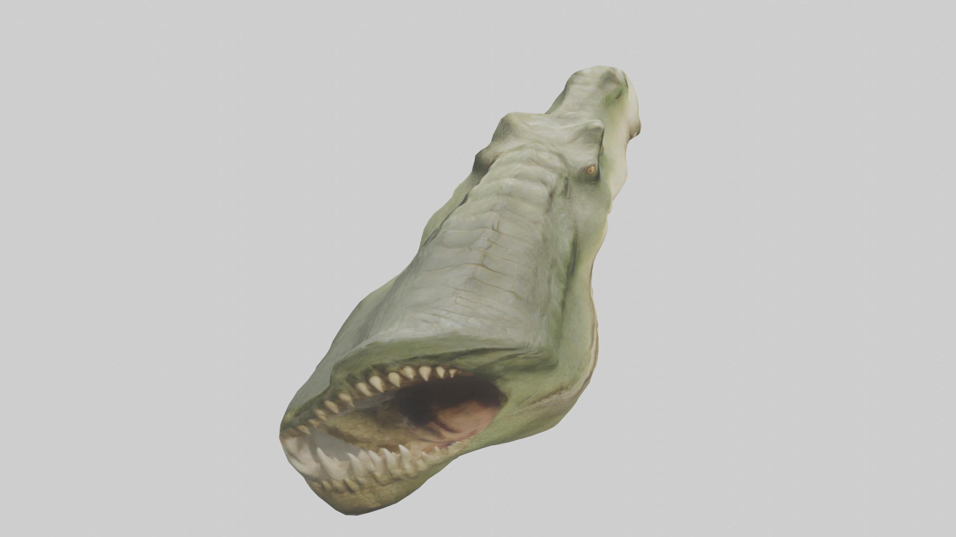 Crocodile Jaws Model Low-poly 3D model_25