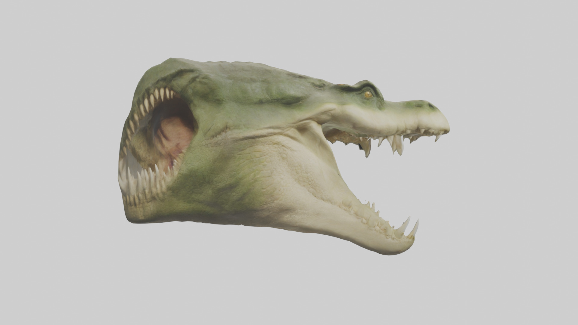 Crocodile Jaws Model Low-poly 3D model_5