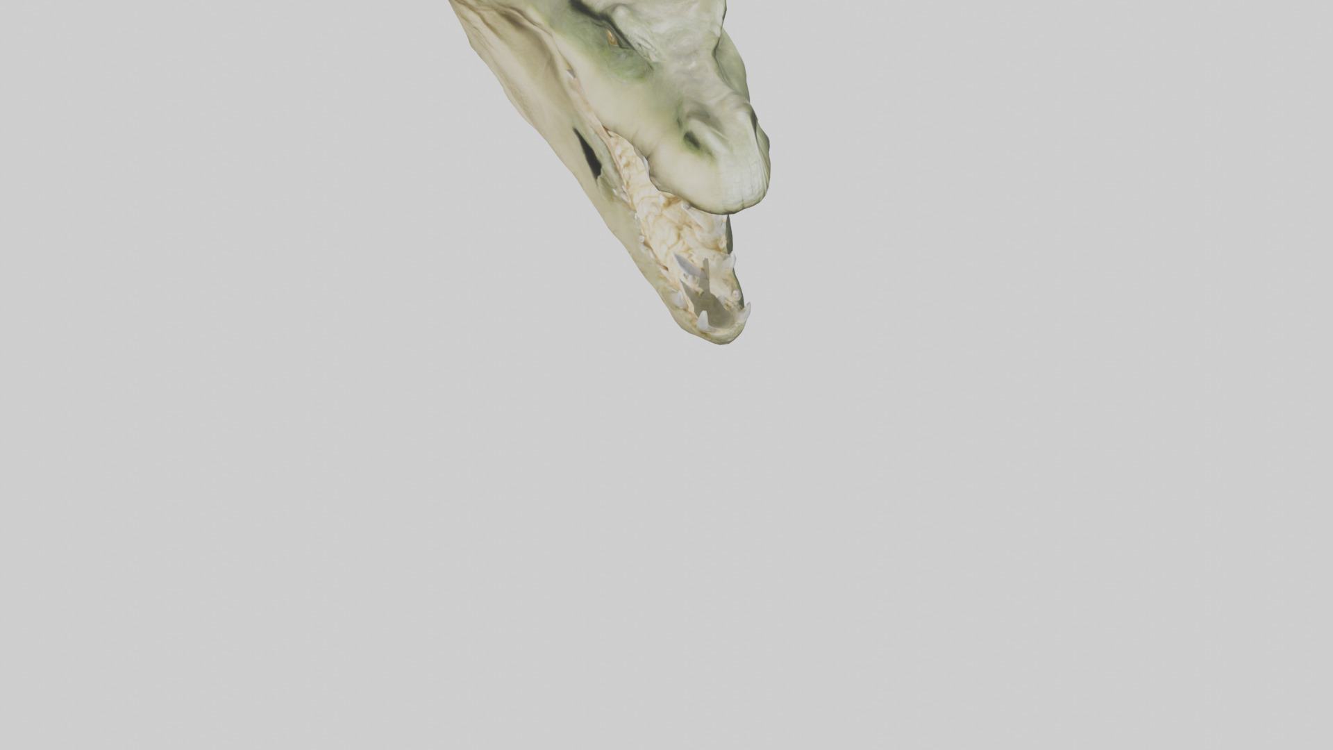 Crocodile Jaws Model Low-poly 3D model_9