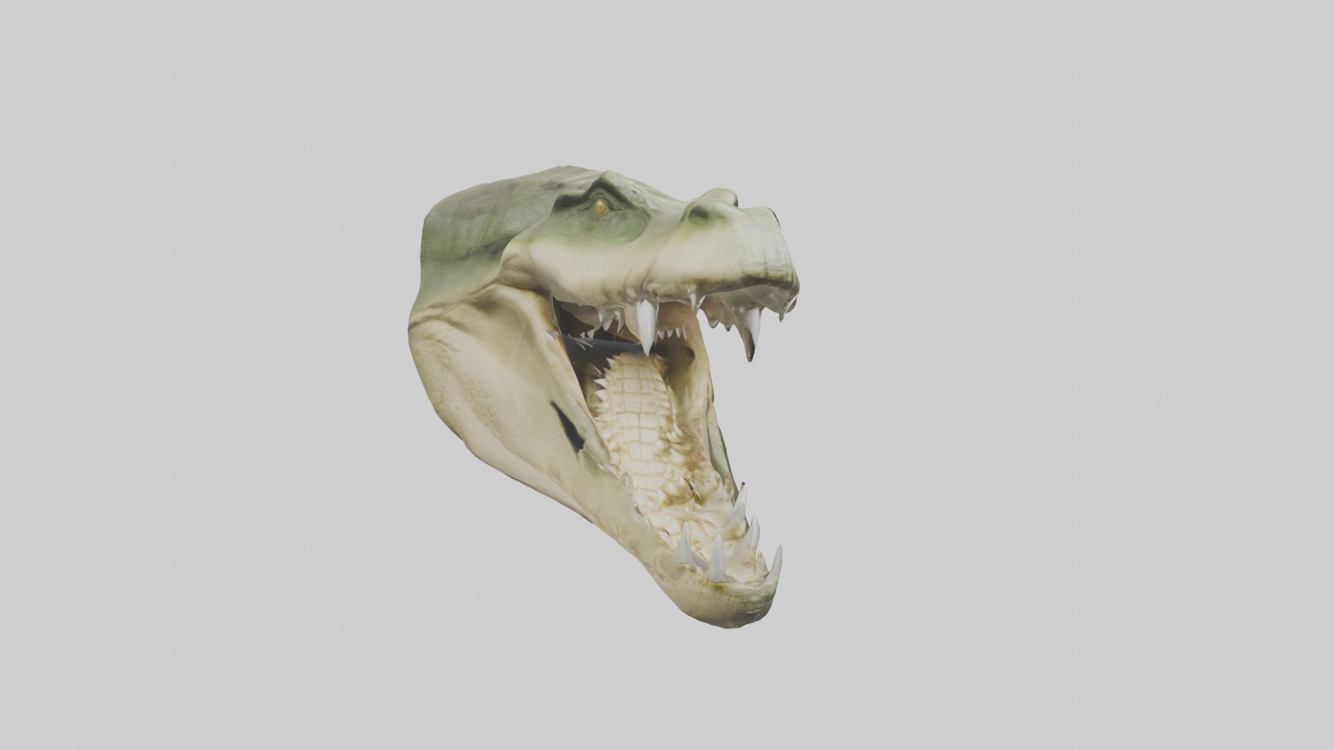 Crocodile Jaws Model Low-poly 3D model_1