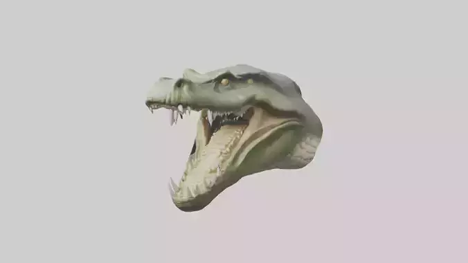 Crocodile Jaws Model