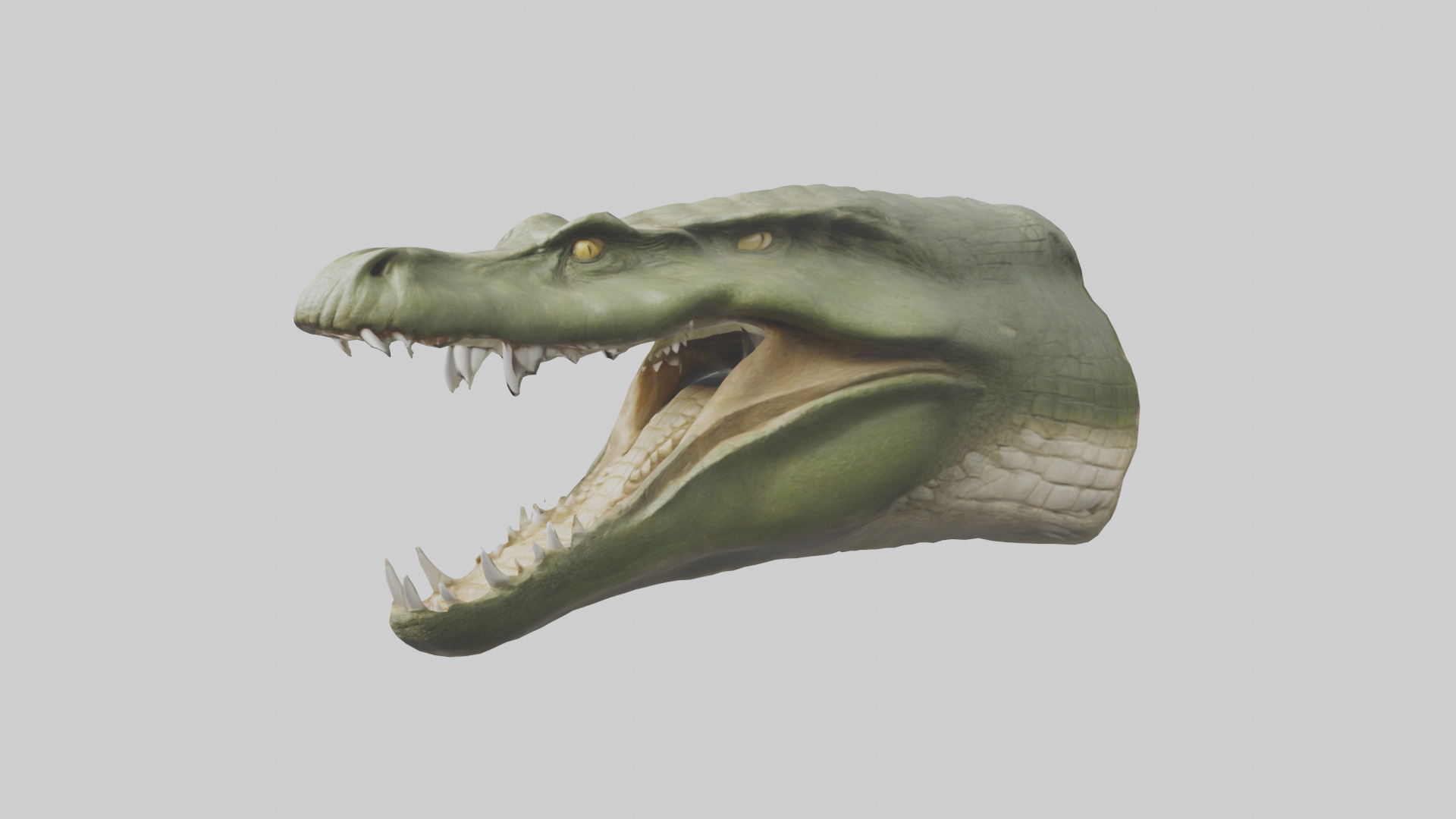 Crocodile Jaws Model Low-poly 3D model_12