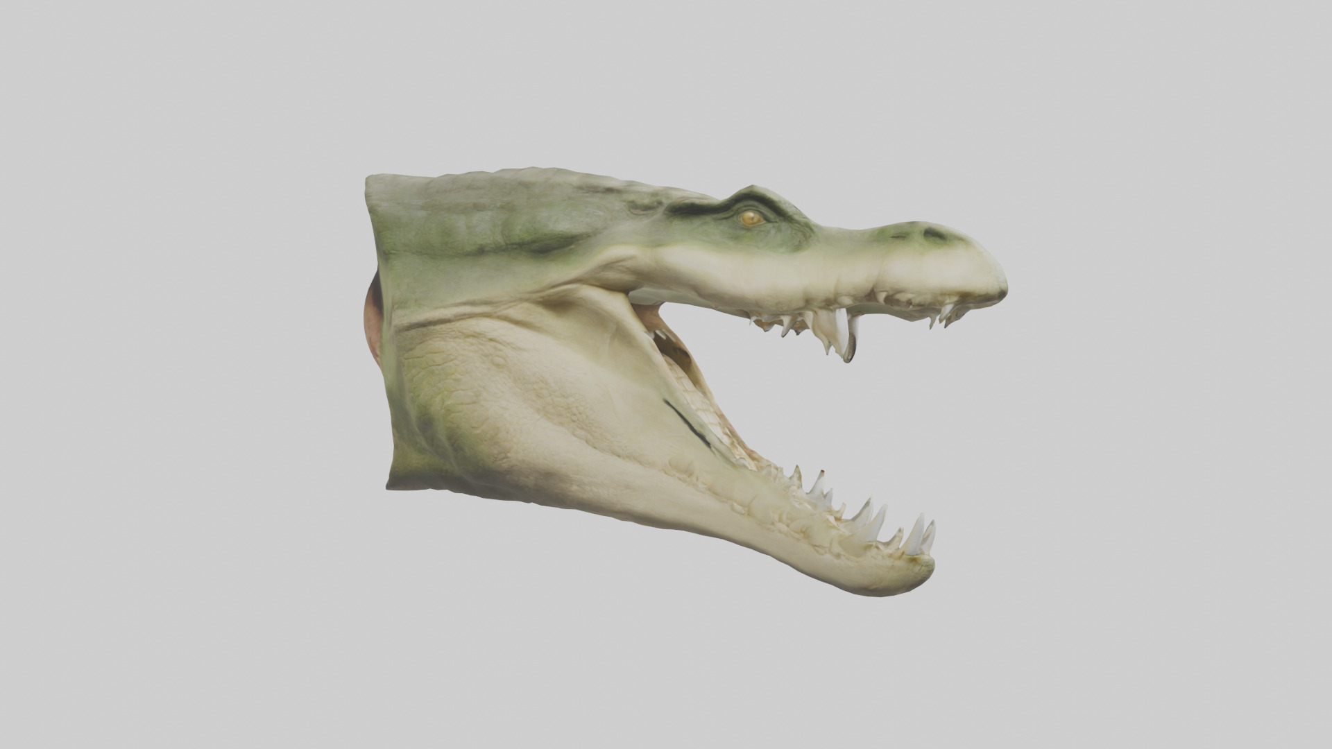 Crocodile Jaws Model Low-poly 3D model_23