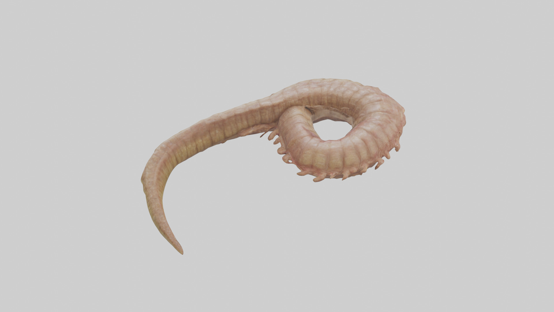 Crocodile Large Intestine Low-poly 3D model_26