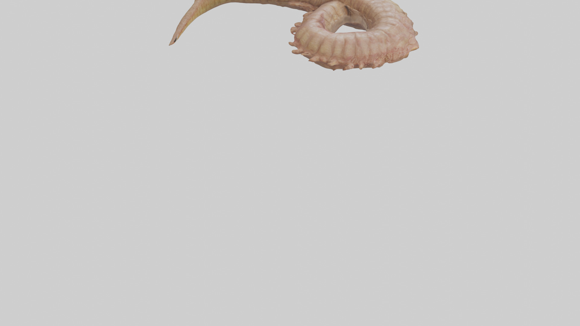 Crocodile Large Intestine Low-poly 3D model_5