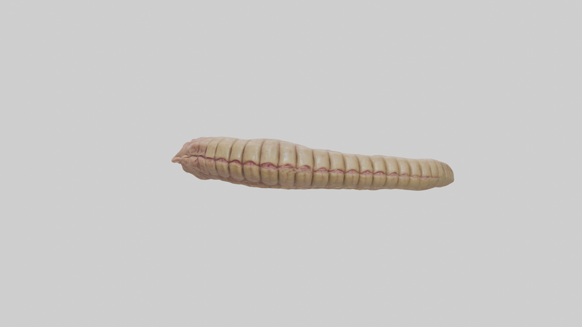 Crocodile Large Intestine Low-poly 3D model_14