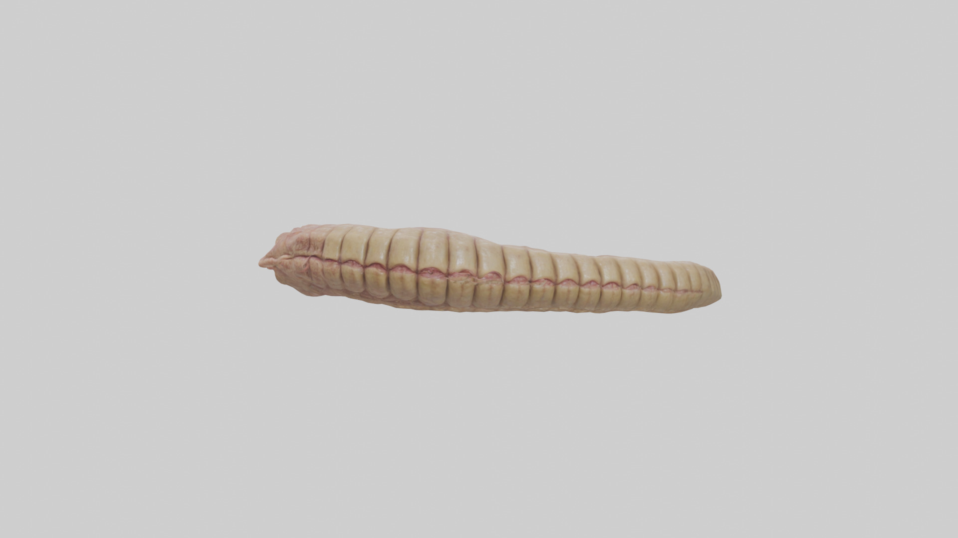 Crocodile Large Intestine Low-poly 3D model_13