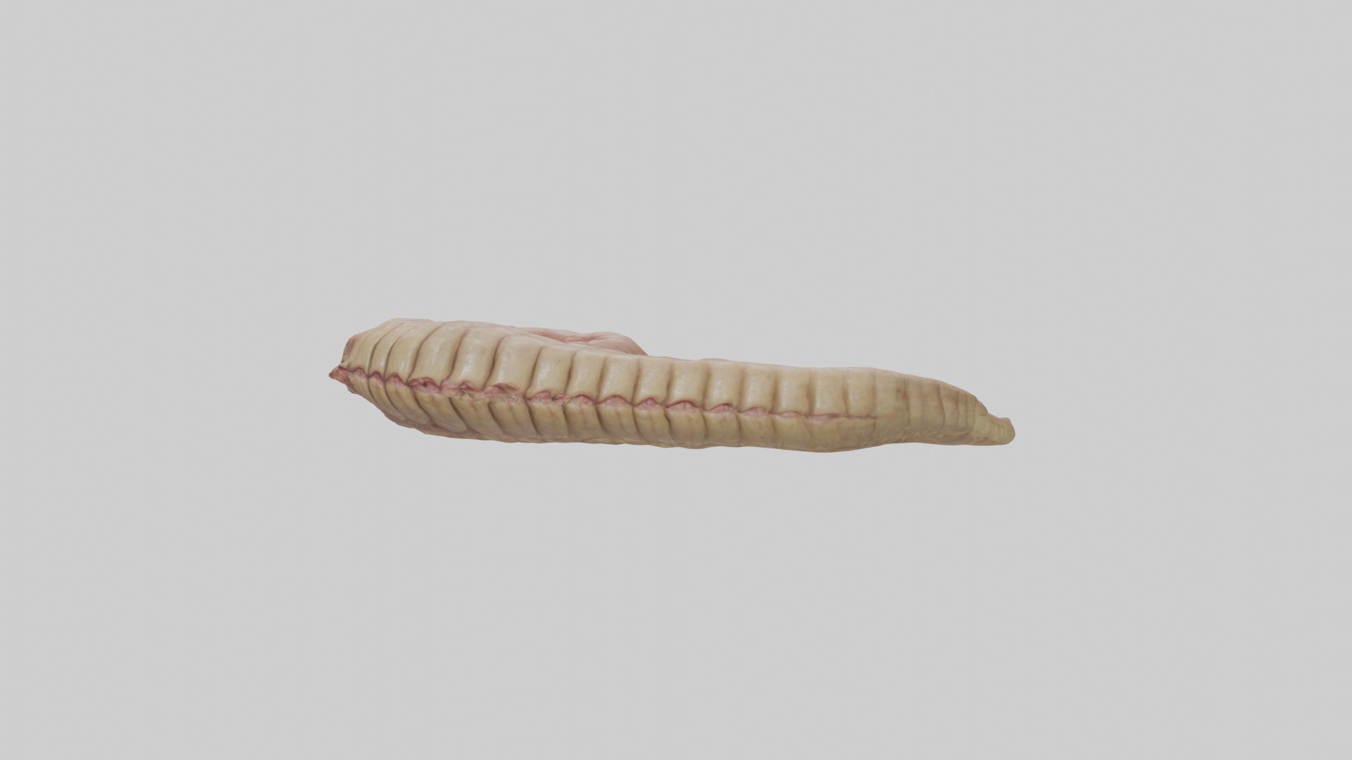 Crocodile Large Intestine Low-poly 3D model_9
