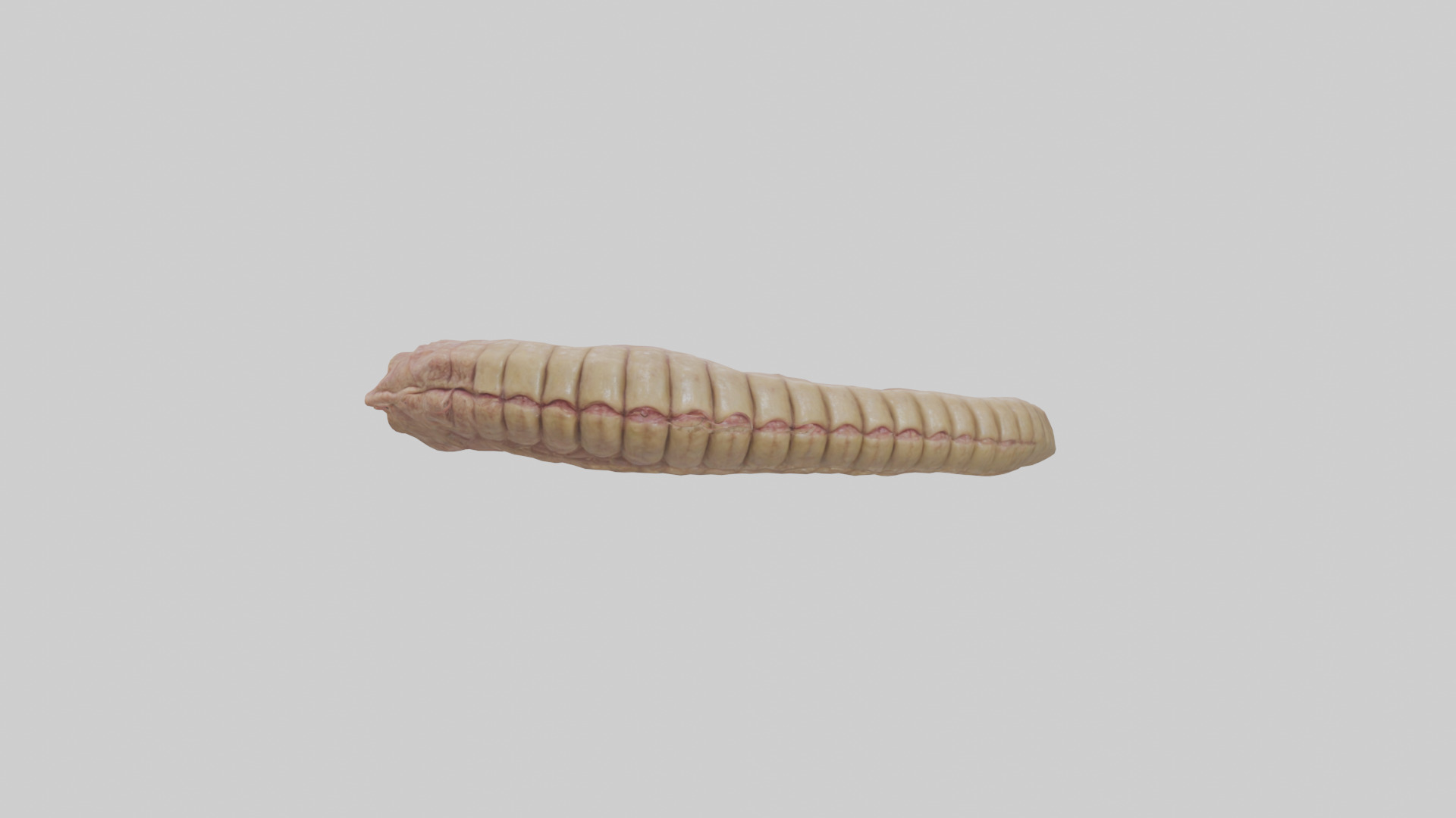 Crocodile Large Intestine Low-poly 3D model_10