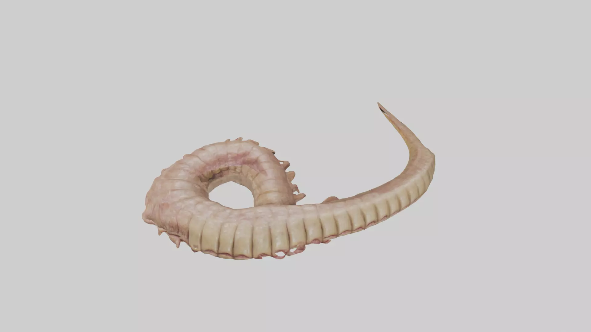Crocodile Large Intestine Low-poly 3D model_0