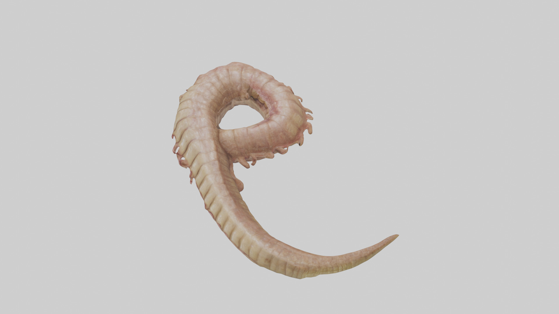 Crocodile Large Intestine Low-poly 3D model_27