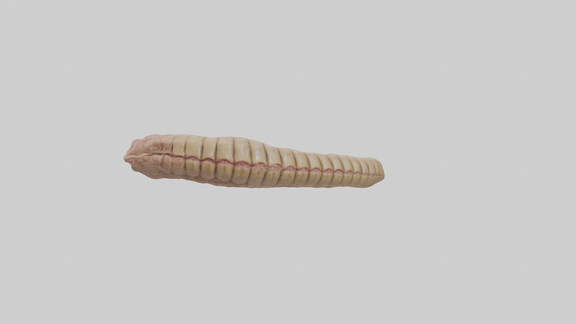 Crocodile Large Intestine Low-poly 3D model_21
