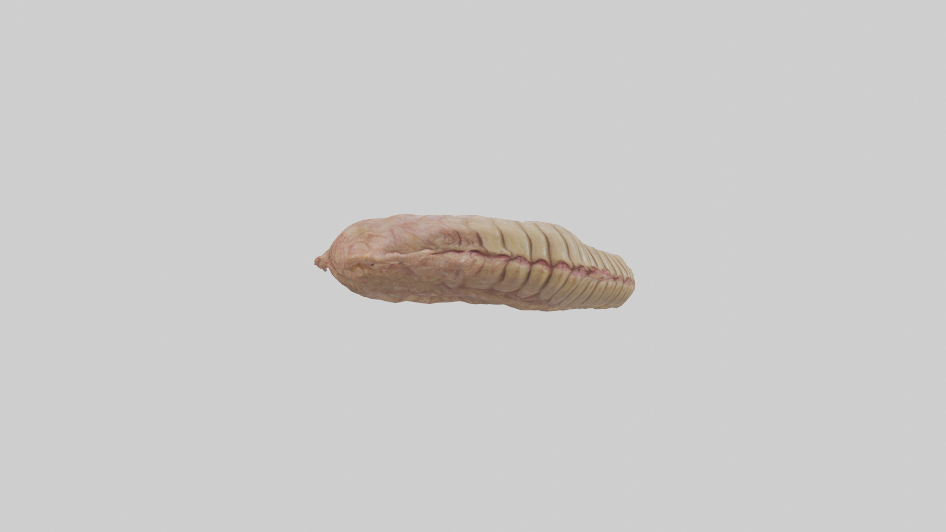 Crocodile Large Intestine Low-poly 3D model_8