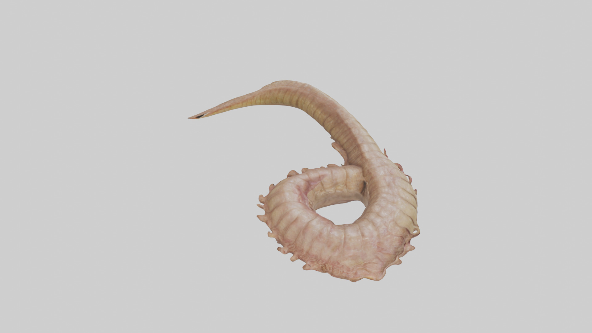 Crocodile Large Intestine Low-poly 3D model_28