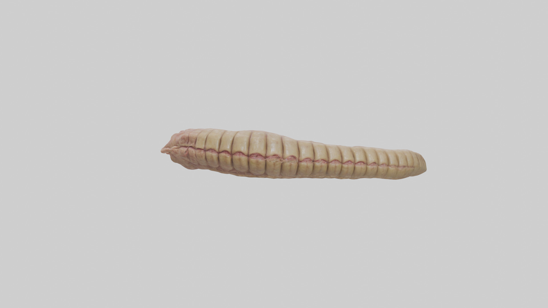 Crocodile Large Intestine Low-poly 3D model_16