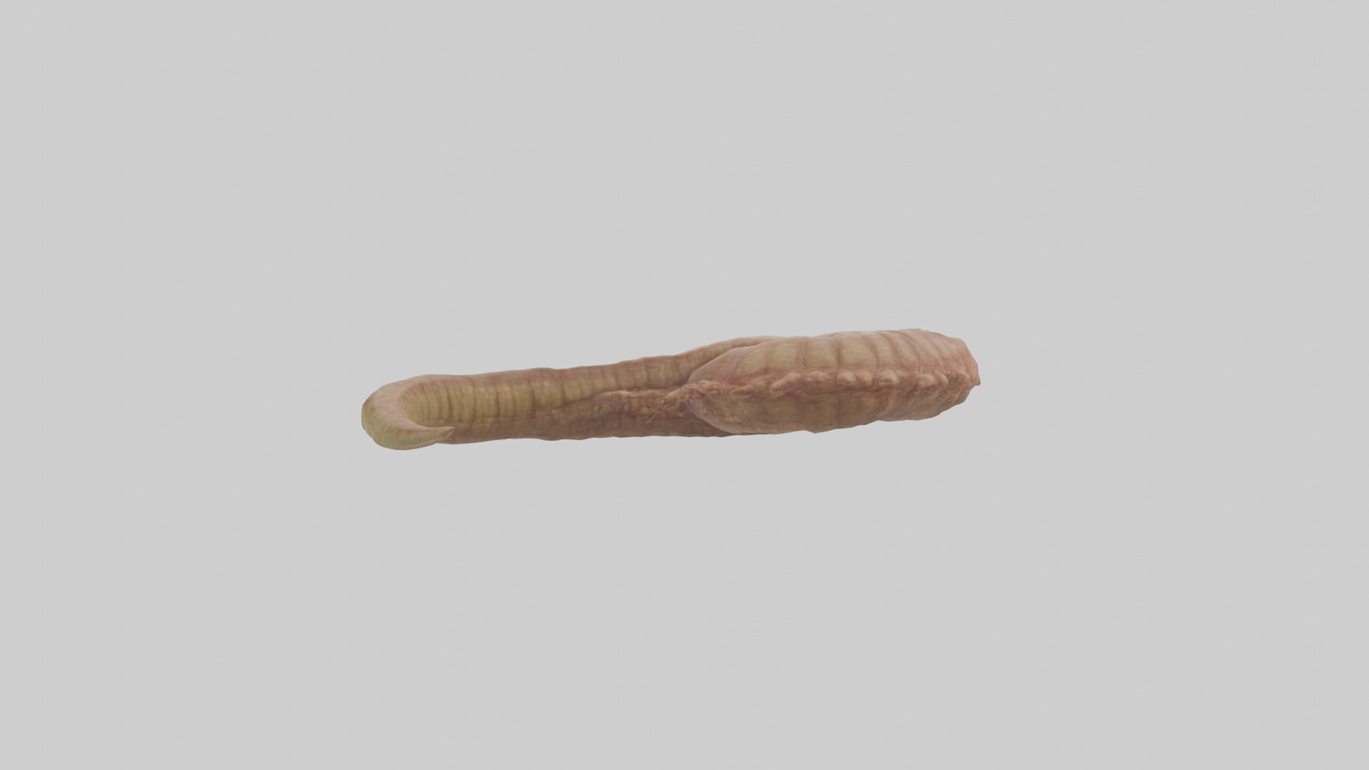 Crocodile Large Intestine Low-poly 3D model_1