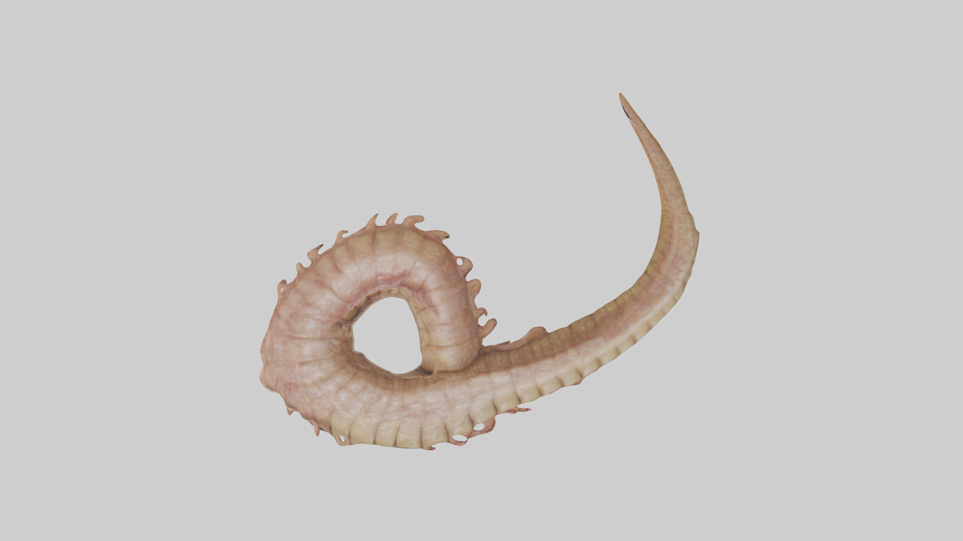Crocodile Large Intestine Low-poly 3D model_25