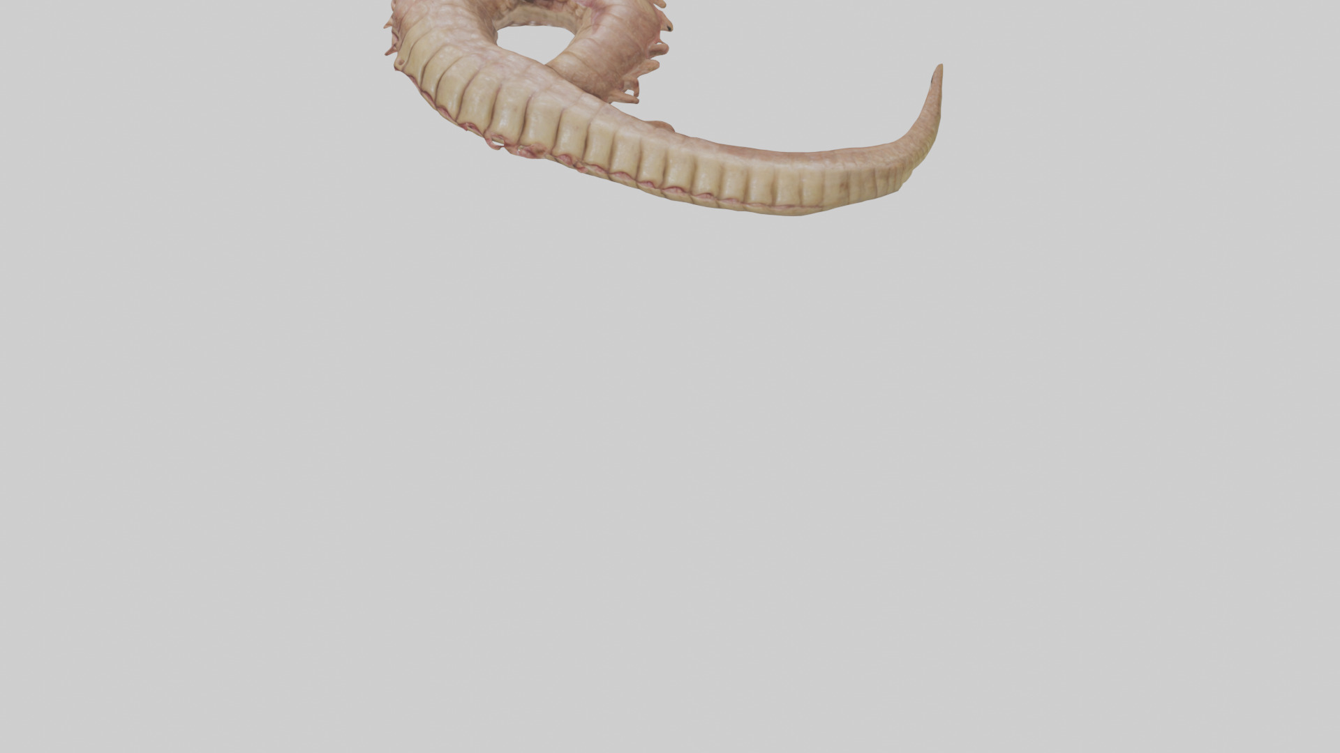 Crocodile Large Intestine Low-poly 3D model_6