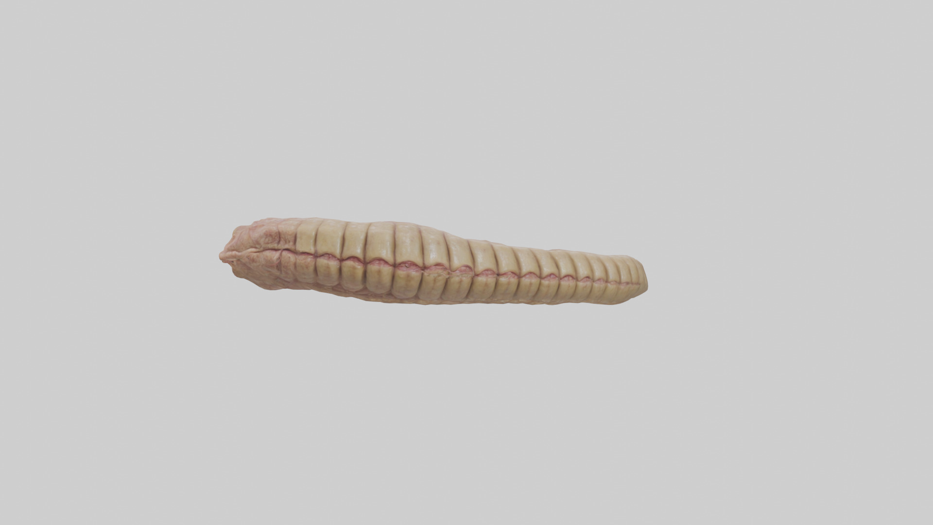 Crocodile Large Intestine Low-poly 3D model_18